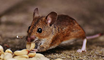 24 Hour & Emergency Exterminators in Elwood, IL